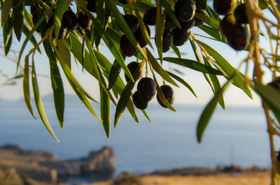 Low angle view of fruits on tree
