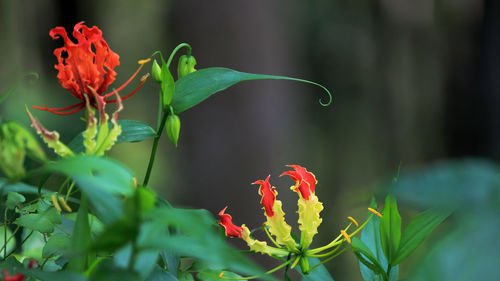 Close-up of red flowering plant