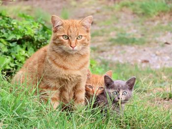 Portrait of cat on grassy field