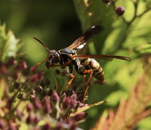 Close-up of insect on flower