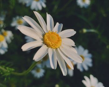 Close-up of white daisy