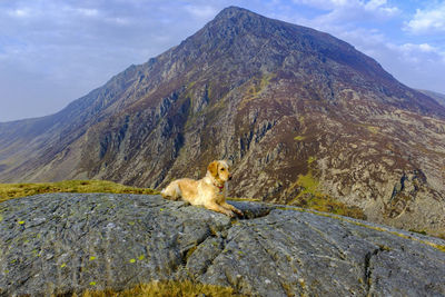 Golden retriever posing in the snowdonia national park in north wales uk