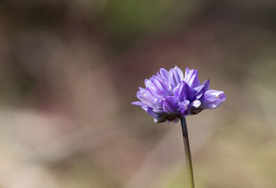 Close-up of purple flowering plant