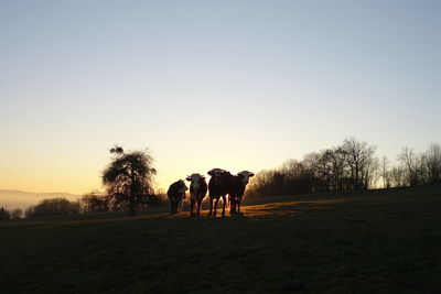 Horses grazing on field against clear sky