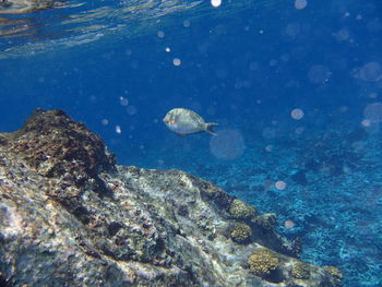 Fish swimming in sea