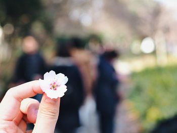 Close-up of hand holding flowering plant