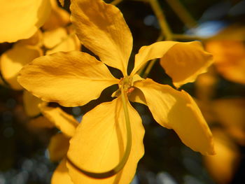 Close-up of yellow flower