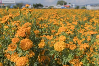 Fresh yellow flowers in field