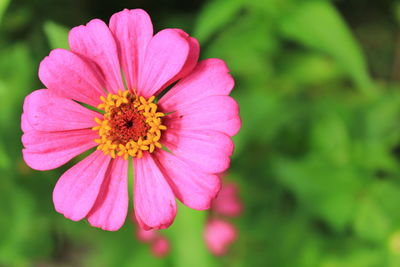 Close-up of pink flower