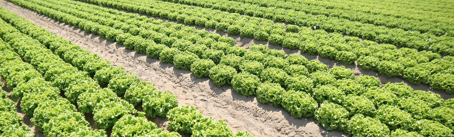 Agricultural background of an immense field cultivated with green lettuce on the plain in summer