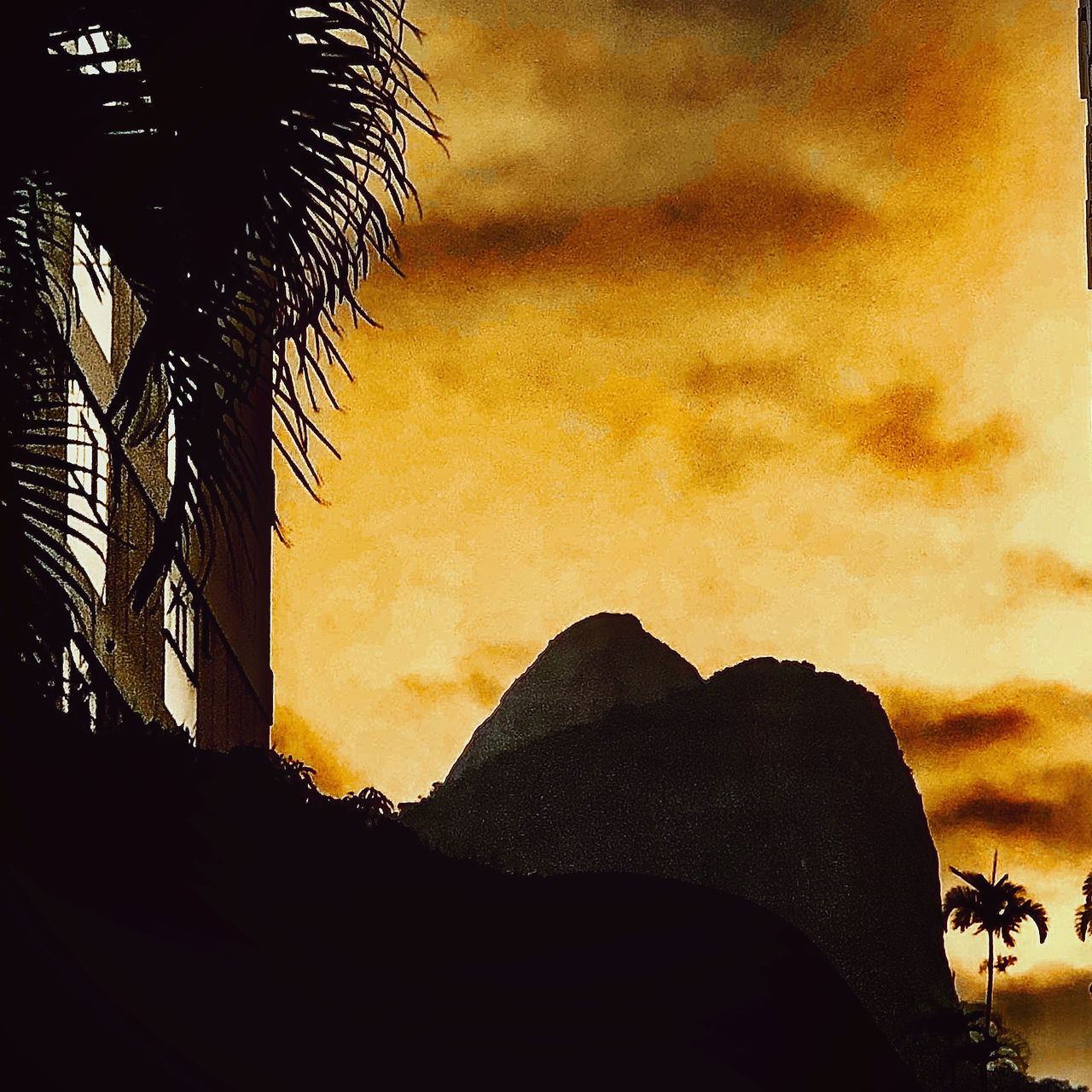 LOW ANGLE VIEW OF SILHOUETTE TREES AGAINST SKY DURING SUNSET