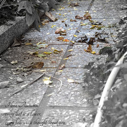 High angle view of leaves on footpath