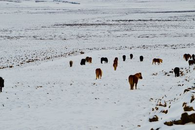 Flock of sheep in snow