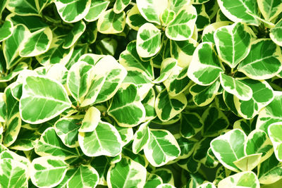 Full frame shot of green leaves