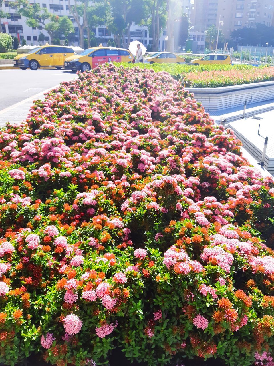 VIEW OF FLOWERING PLANTS