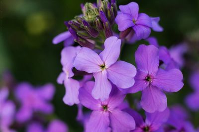 Close-up of blooming outdoors