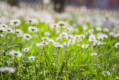 Close-up of white flowering plants on field