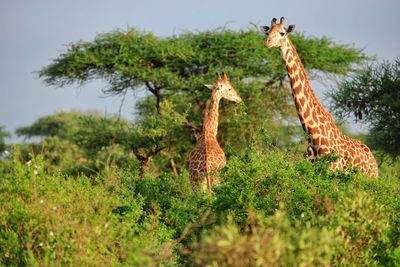 Masai giraffe, kenya, africa