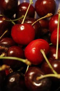 Close-up of cherries on tree