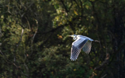 Bird flying in a forest