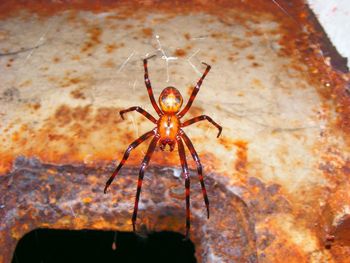 Close-up of spider on web