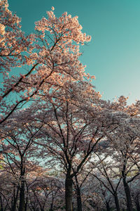 Low angle view of tree against sky