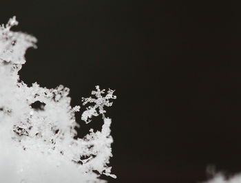 Close-up of tree against sky at night