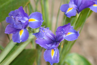 Close-up of purple flower