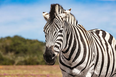 View of a zebra