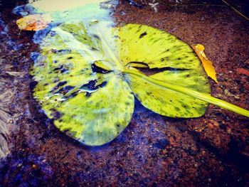 Close-up of leaves in water