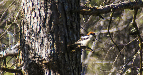 Bird perching on tree trunk