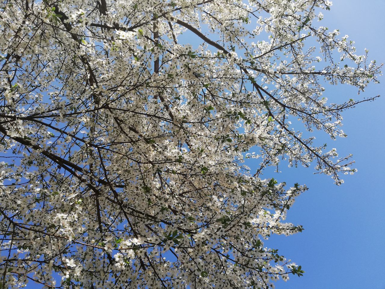 LOW ANGLE VIEW OF FLOWERING TREE AGAINST BLUE SKY