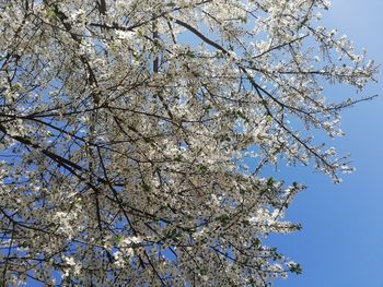 Low angle view of cherry blossom against blue sky