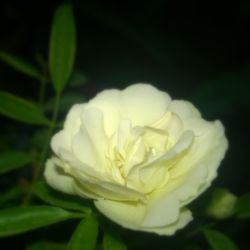 Close-up of white flowers