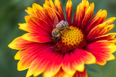 Close-up of bee on flower