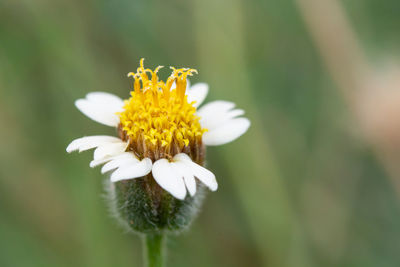 White wild daisy on blur background.