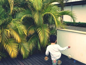 Rear view of boy standing against palm trees