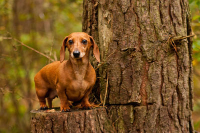 Portrait of dog on tree trunk