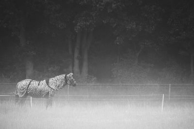 Side view of horse in zebra costume while standing on field