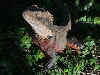 Close-up of a lizard