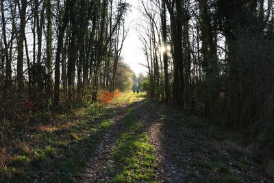 Trees growing in forest