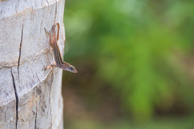 Close-up of lizard on tree trunk