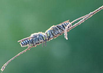 Close-up of insect on twig