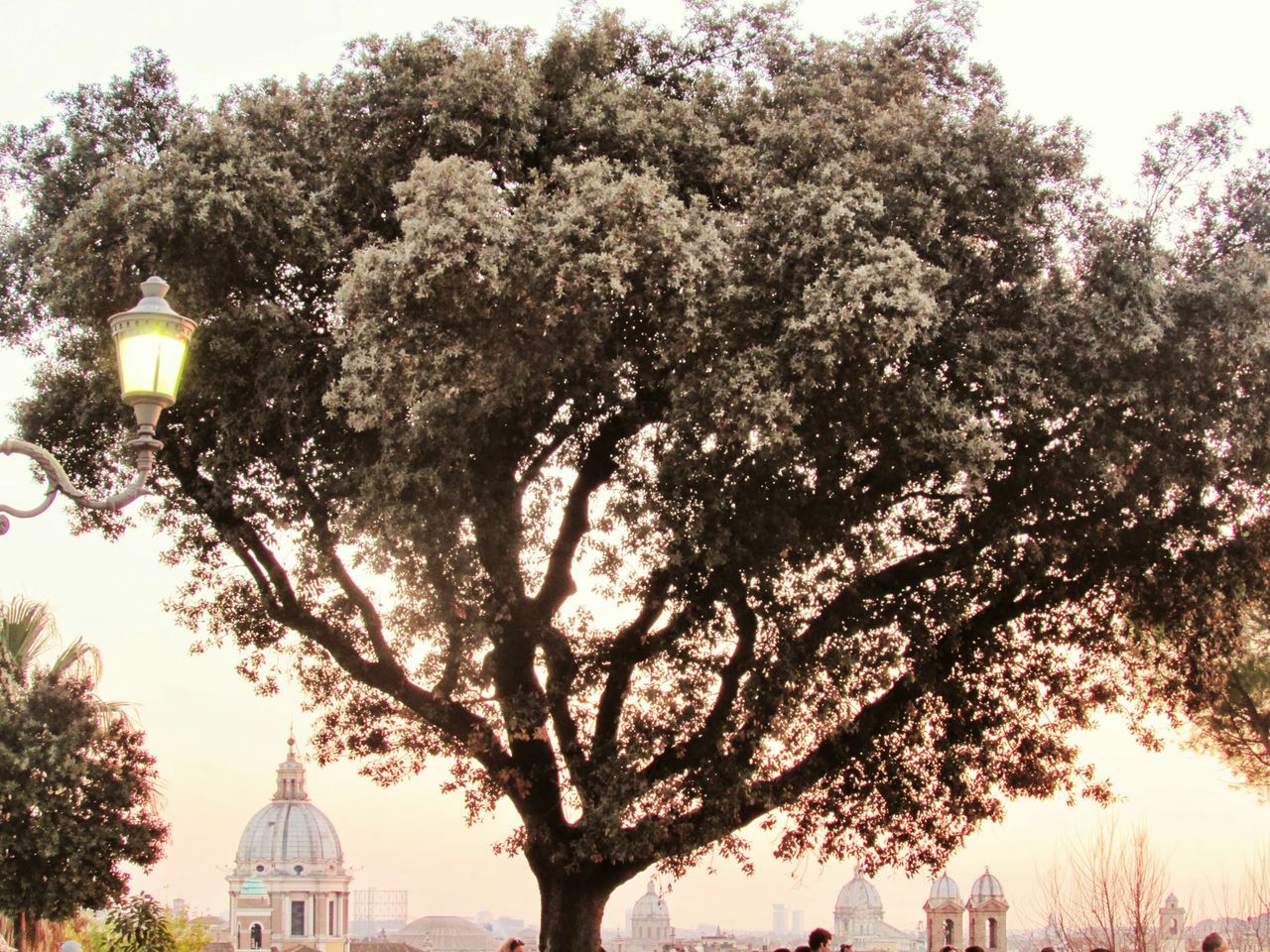 tree, building exterior, built structure, architecture, low angle view, branch, clear sky, growth, sky, religion, street light, sunlight, outdoors, nature, spirituality, place of worship, city, no people, travel destinations, bare tree