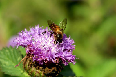 Close-up of butterfly pollinating on purple flower