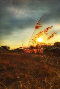 Grass against sky during sunset