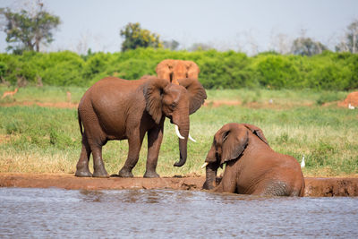 Elephant in a farm