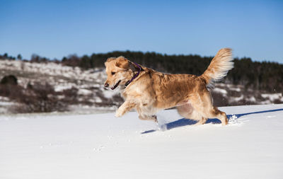 Golden retriever dog on snow against sky