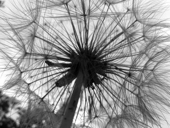 Close-up of dandelion