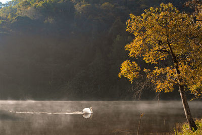 White swan floating in pang ung lake during morning sunlight, pang ung at mae hong son province.